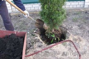 Plantio de thuja é simples, o principal é cavar um buraco corretamente e adicionar fertilizante.
