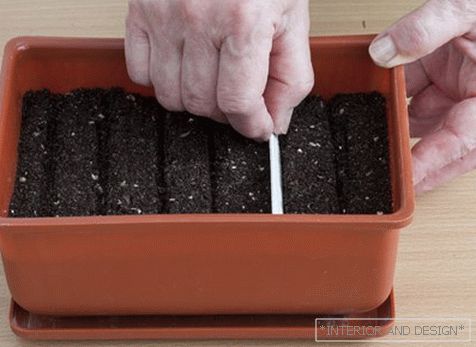 Capacidade de germinação de sementes de calêndula