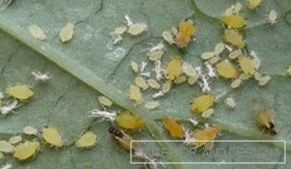 Afídio - fotos de insetos em uma folha de pepino